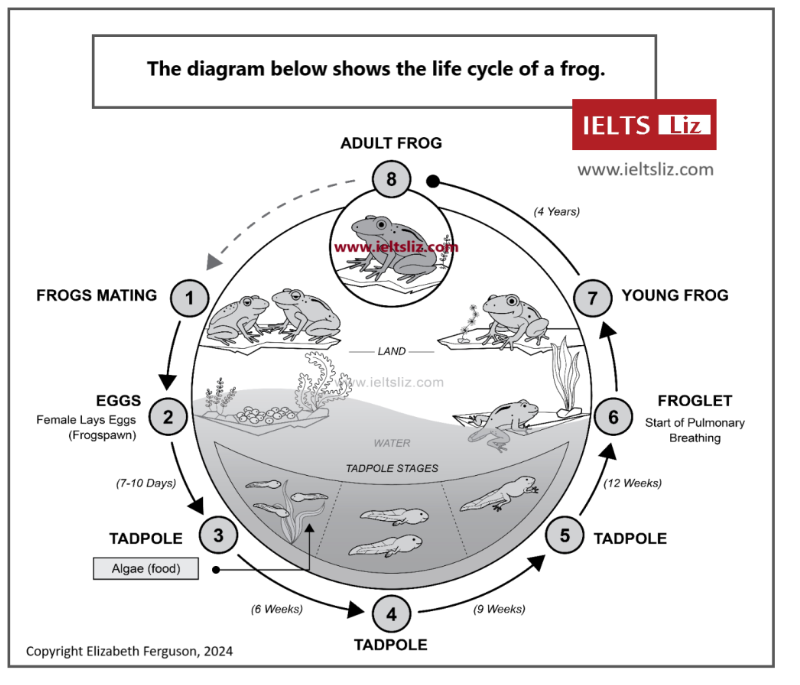 Life cycle of a frog diagram showing 8 stages from mating to adult frog